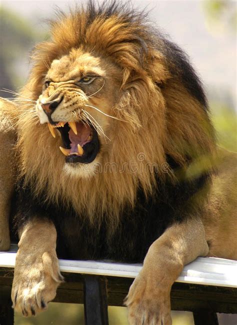 Lion Roaring And Showing His Teeth Agitated Male Lion Angrily Roars As