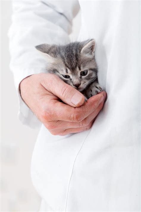 Cat In Doctor Uniform Pocket Holds By Hand Doctor Veterinarian