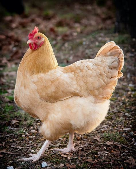 Buff Orpington Chickens All You Need To Know About This Delightful Breed Heritage Acres