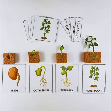 Life Cycle Of A Green Bean Plant With Figurines Montessori