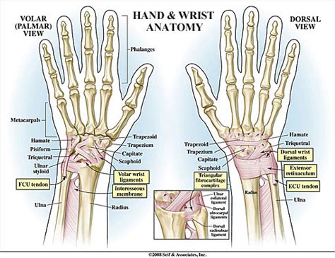 Wrist Ligaments Anatomy Anatomical Charts Posters