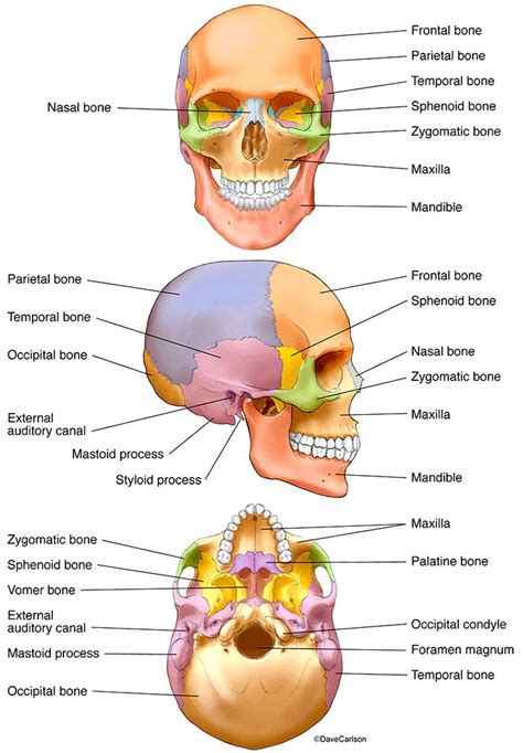 Bones Of The Human Skull Photo Basic Anatomy And Physiology Human