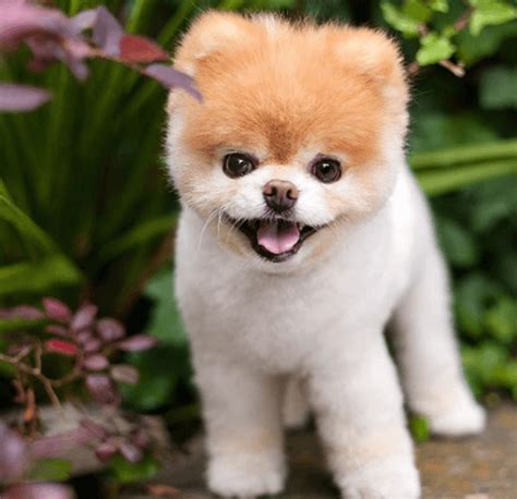 Thousands Mourn Passing Of Boo ‘worlds Cutest Dog Ilovedogsandpuppies