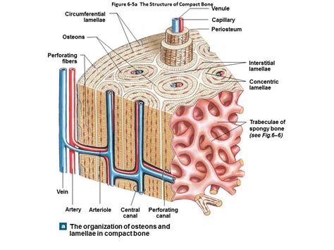 The nonarticular surface of the bone is covered by a tough membrane—the periosteum. Microscopic Anatomy Of Compact Bone - Anatomy Drawing Diagram