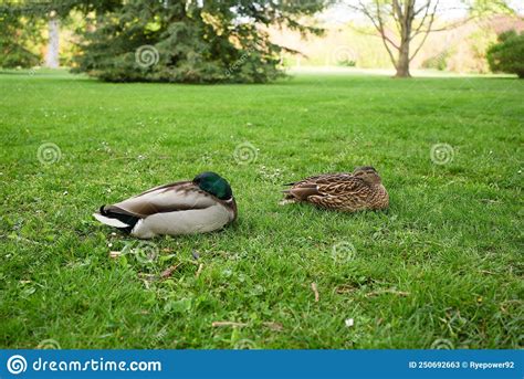 Duck Couple Taking A Nap In The Garden Stock Image Image Of Quack