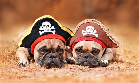 300 Pirate Dog Names For Your Pooch Yaaaar Mutt Matey