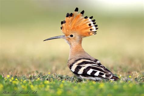 Hoopoe هدهد Birds Of Qatar And Middle East Flickr