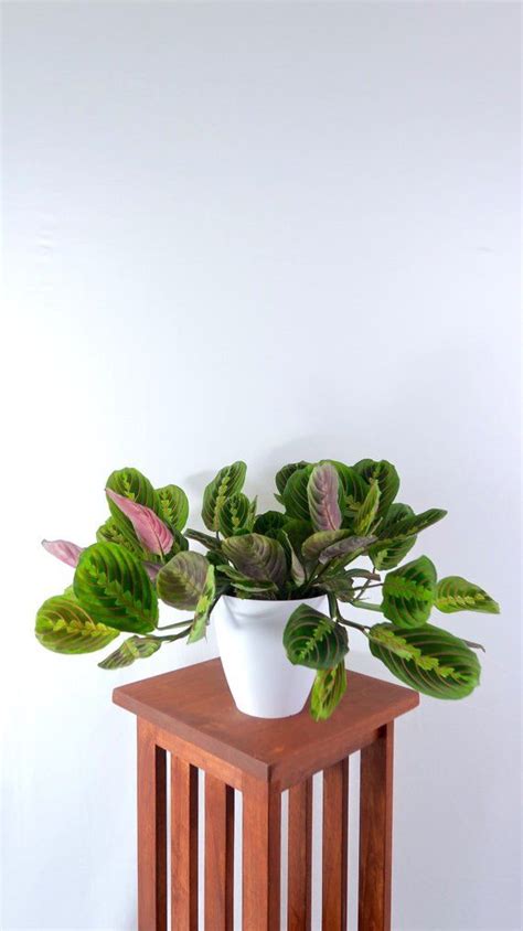Large Prayer Plant Red Maranta Air Purifying Indoor Plant Live