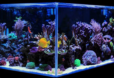 Saltwater Aquariums Premium Acrylic Fish Tanks For Reef Aquariums