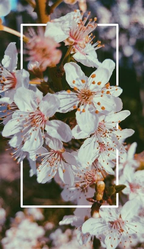 Aesthetic Flowers Iphone Wallpapers Top Free Aesthetic Flowers Iphone