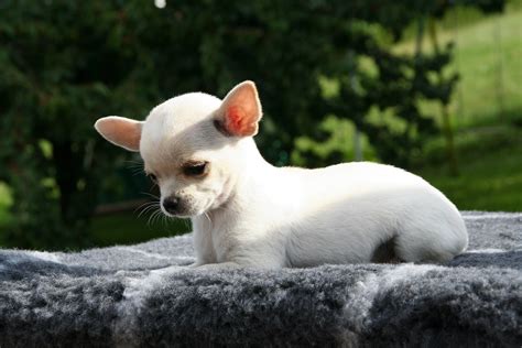 How much does an apple head chihuahua puppy cost? white smooth apple head chihuahua puppy free image | Peakpx