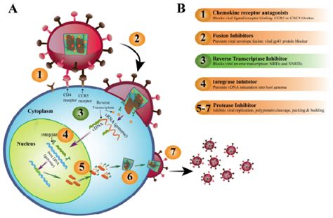 A Hiv 1 Infection Pathway And B Antiretroviral Drug Arv Action