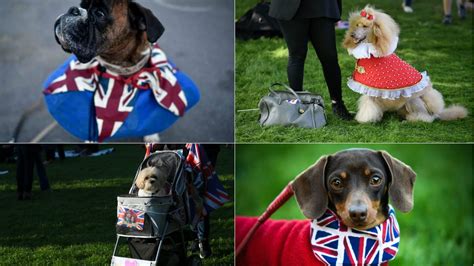 And, as a bonus, royal fans will also get to see her glittering tiara that held her 15ft long flowing veil in place as she wed prince harry on may 19, the. In Pictures: Best dressed dogs at the royal wedding - CBBC ...