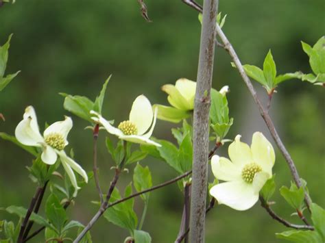 Check spelling or type a new query. Western Dogwood Tree, Pacific Northwest | Gohiking.ca