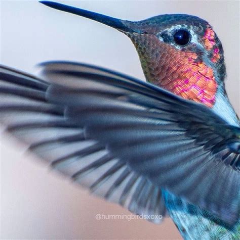woman captures stunning pictures of hummingbirds in her backyard 8 photos