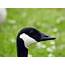 Canadian Goose  Curacao ZOO Parke Tropikal