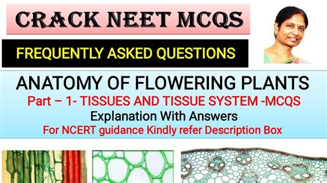Neet Anatomy Of Flowering Plants Part Tissues Tissue System Mcqs My