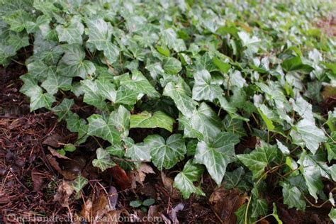 Dividing And Transplanting English Ivy One Hundred Dollars A Month