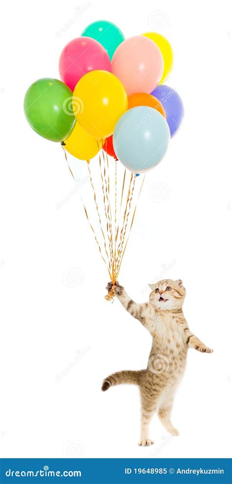 Kitten Or Cat With Colorful Balloons Isolated Royalty Free Stock Photo
