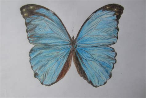 Realistic Butterfly Drawing At Paintingvalley Com Explore Collection