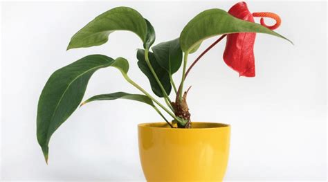 Anthurium Guide How To Care For A Flamingo Flower Backyard Boss