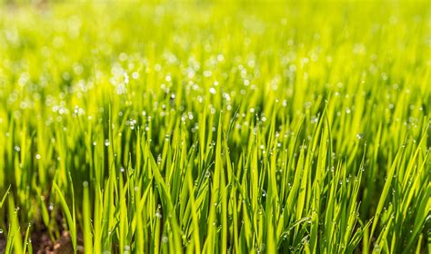 The Best Grass Types For Lawns In Phoenix Az Lawnstarter