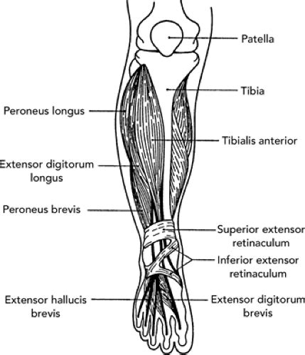 Anterior Lower Leg Anatomy