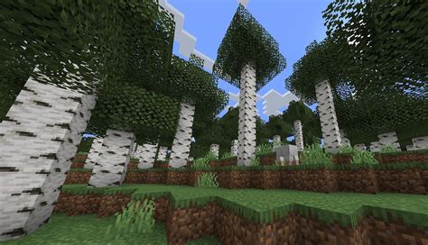 Birch Forest In Minecraft