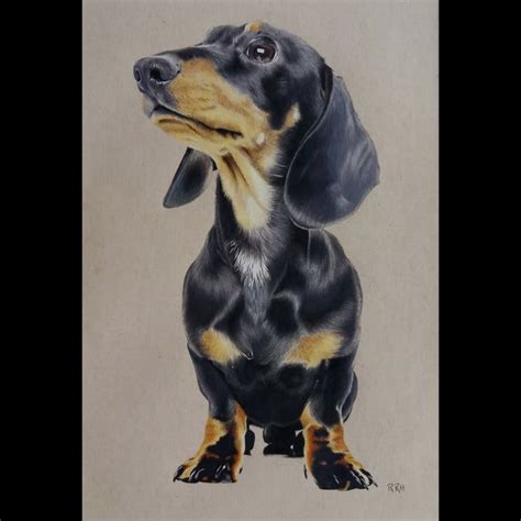 My Drawing Of A Dachshund Coloured Pencil Thankyou For Looking