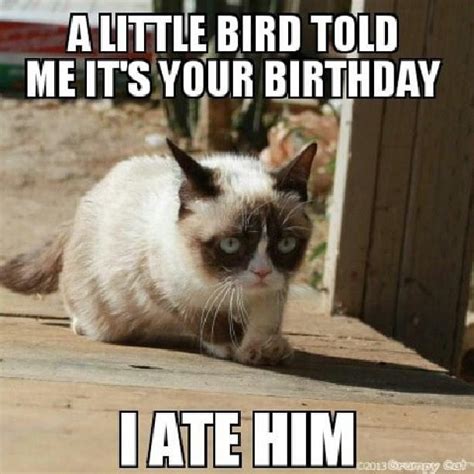 20 Best Grumpy Cat Memes That Will Surely Make You Smile