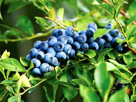 Growing Blueberry In Containers How To Grow Blueberry Naturebring