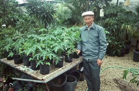 Papaya tree growing instruction & requirement papaya tree info: PLANTanswers: Plant Answers > Papaya Growing in San ...