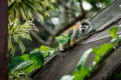Closeup Of A Central American Squirrel Monkey Saimiri Oerstedii Stock