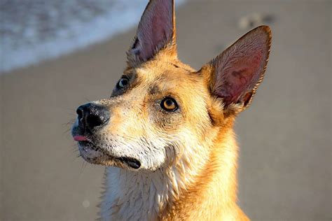 Carolina Dog Breed Information And Characteristics Daily Paws