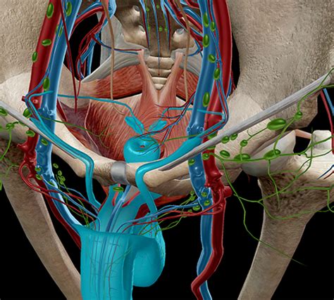 Anatomia E Fisiologia Anatomia Riproduttiva Maschile Interna