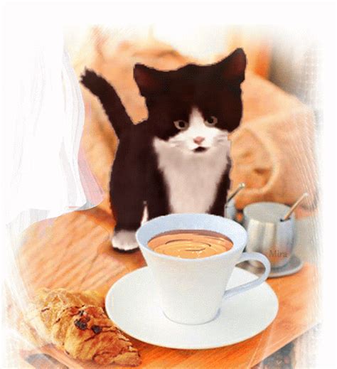 Cat Drinking Coffee  Yazmin Has Mendez