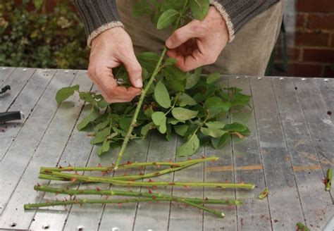 Cara Menanam Bunga Mawar Dengan Stek Batang Di Pot