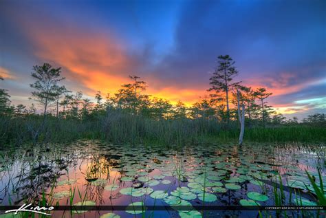 Loxahatchee Slough Lilypads Florida Wetlands Royal Stock Photo