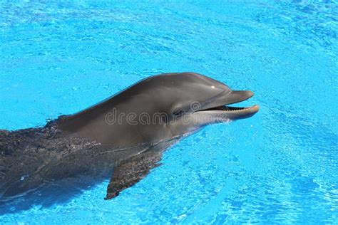Dolphin In Clear Blue Water Stock Image Image Of Wildlife Marine