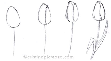 Desene In Creion Pas Cu Pas Lalea Cristina Picteaza Easy Drawings