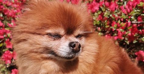 15 Cool Facts You Didnt Know About Pomeranians