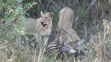 Eaten Alive Lion Cub Vs Zebra Foal While Mother Eats It Alive Youtube