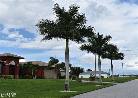 Royal Palm Trees For Sale Naples