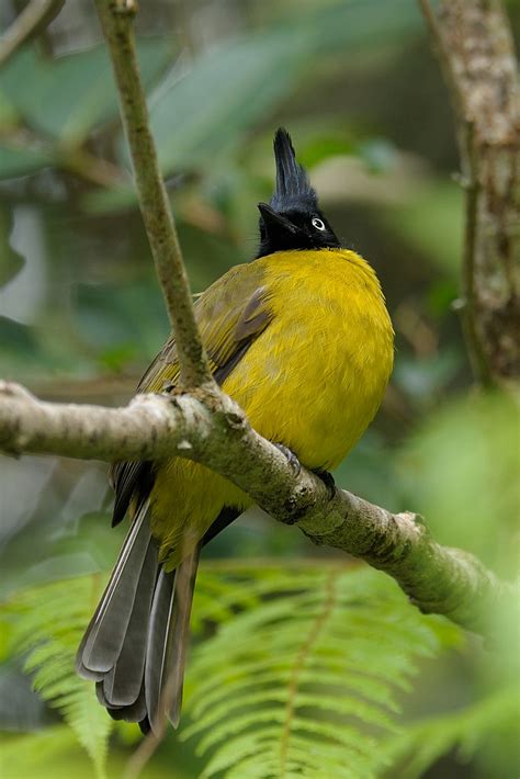 Black Crested Bulbul Pycnonotus Melanicterus Rir Bt