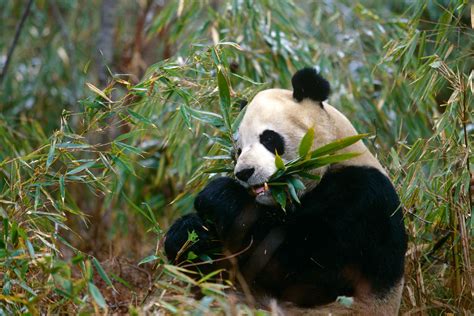 Giant Panda Facts Behavior Habitat Diet