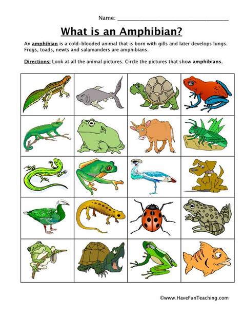 How To Teach Amphibian Classification Using This Amphibian