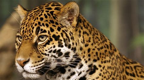 Wallpaper Jaguar Big Cat Predator Spotted Color Hd Picture Image