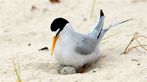 Interior Least Tern Off Endangered Species List After Near Extinction