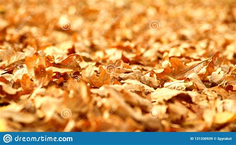 Golden Autumn Leaves On The Ground Beautiful Autumn Landscape With