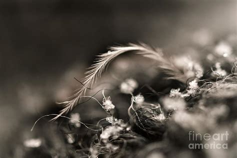 Delicately Feathered Photograph By Julie Street